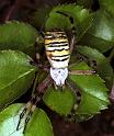 Argiope_bruennichi_F1899_Z_90_Les Gris_Frankrijk
